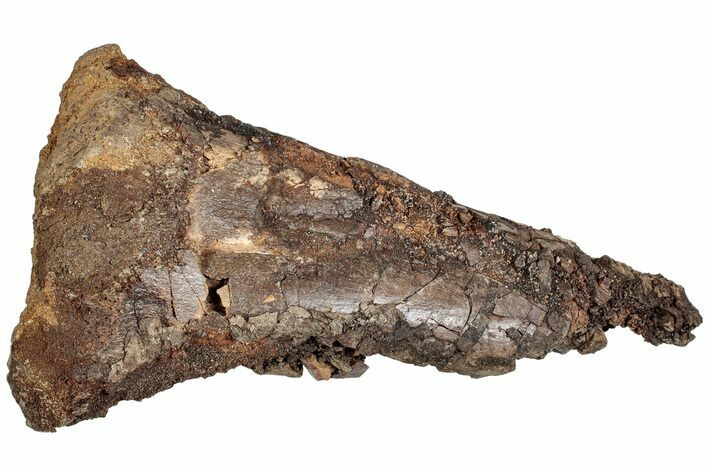 Dinosaur (Edmontosarus?) Limb Bone End - Wyoming #233832